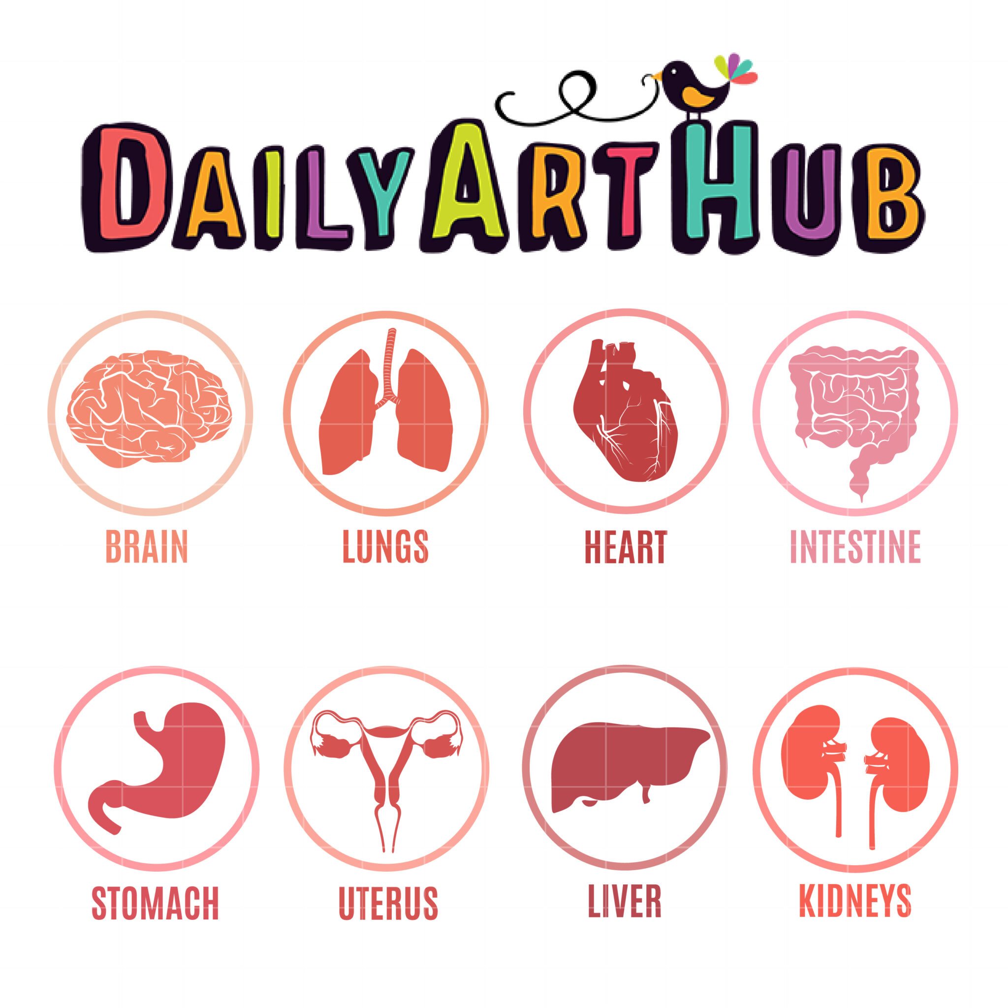 organs clipart