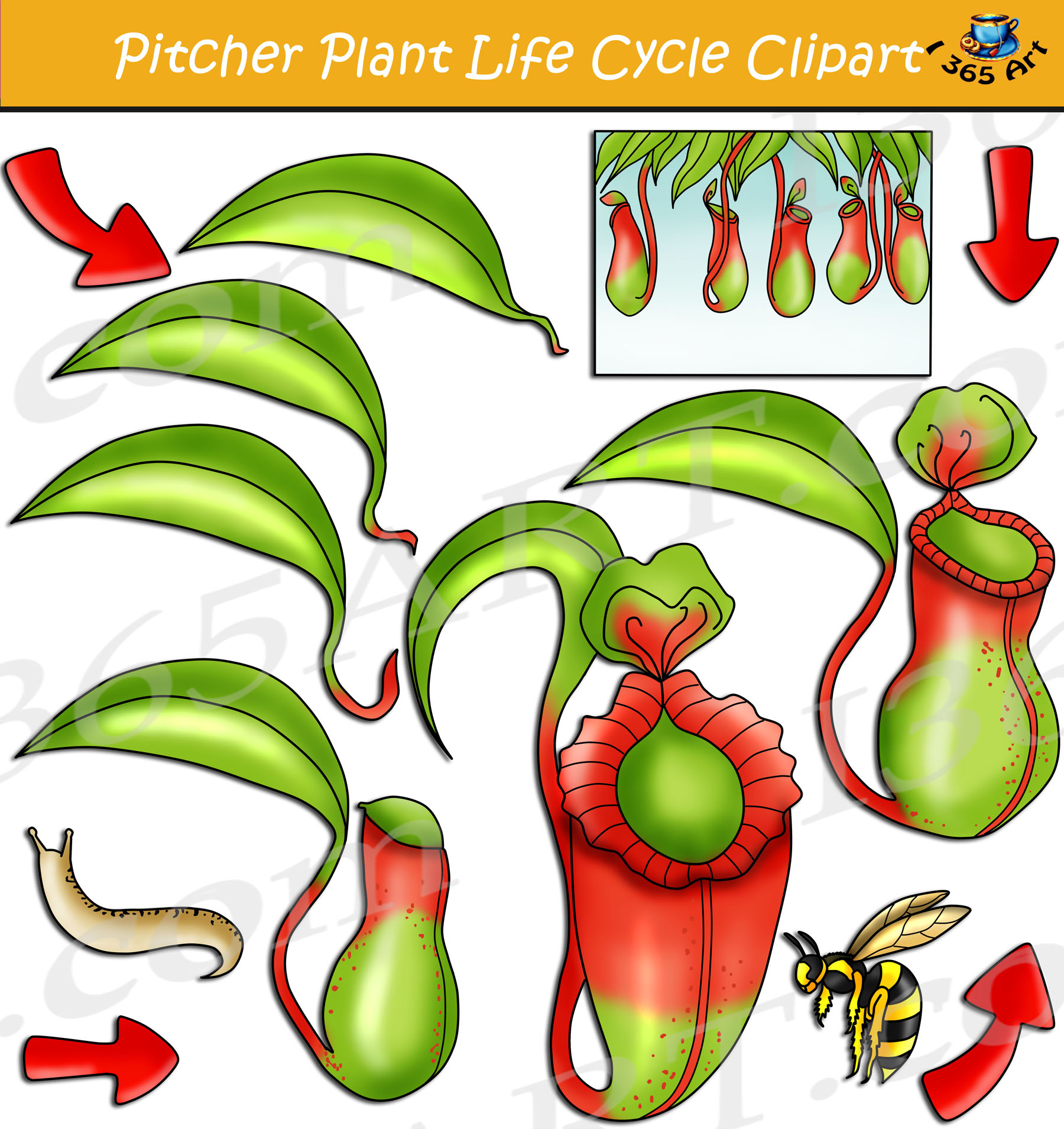 https://clipart-library.com/8300/Pitcher-Plant-life-cycle-preview.jpg