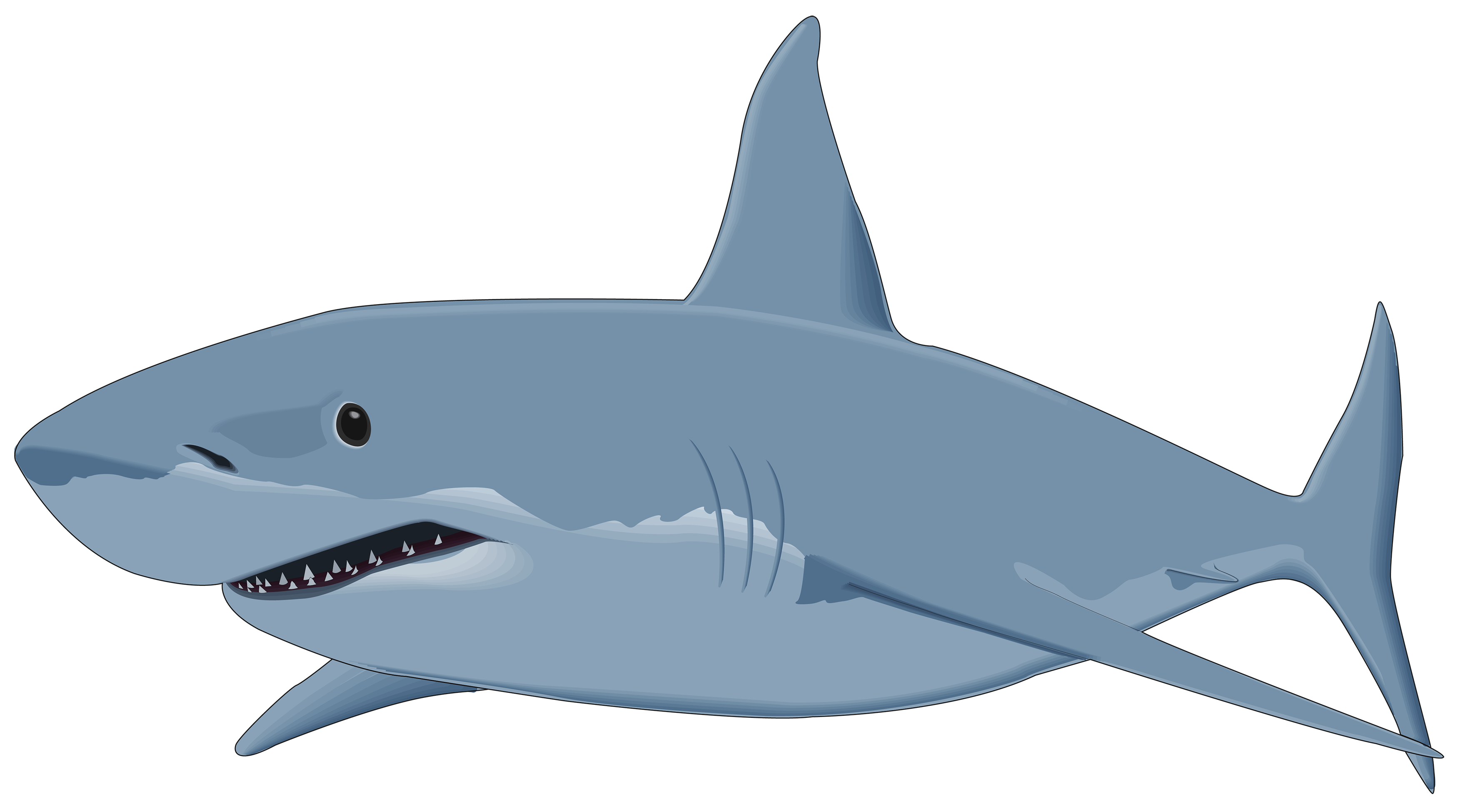 Shark Clipart-shark showing sharp numerous teeth clip art