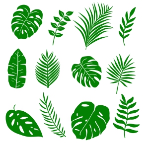 monstera leaf clipart
