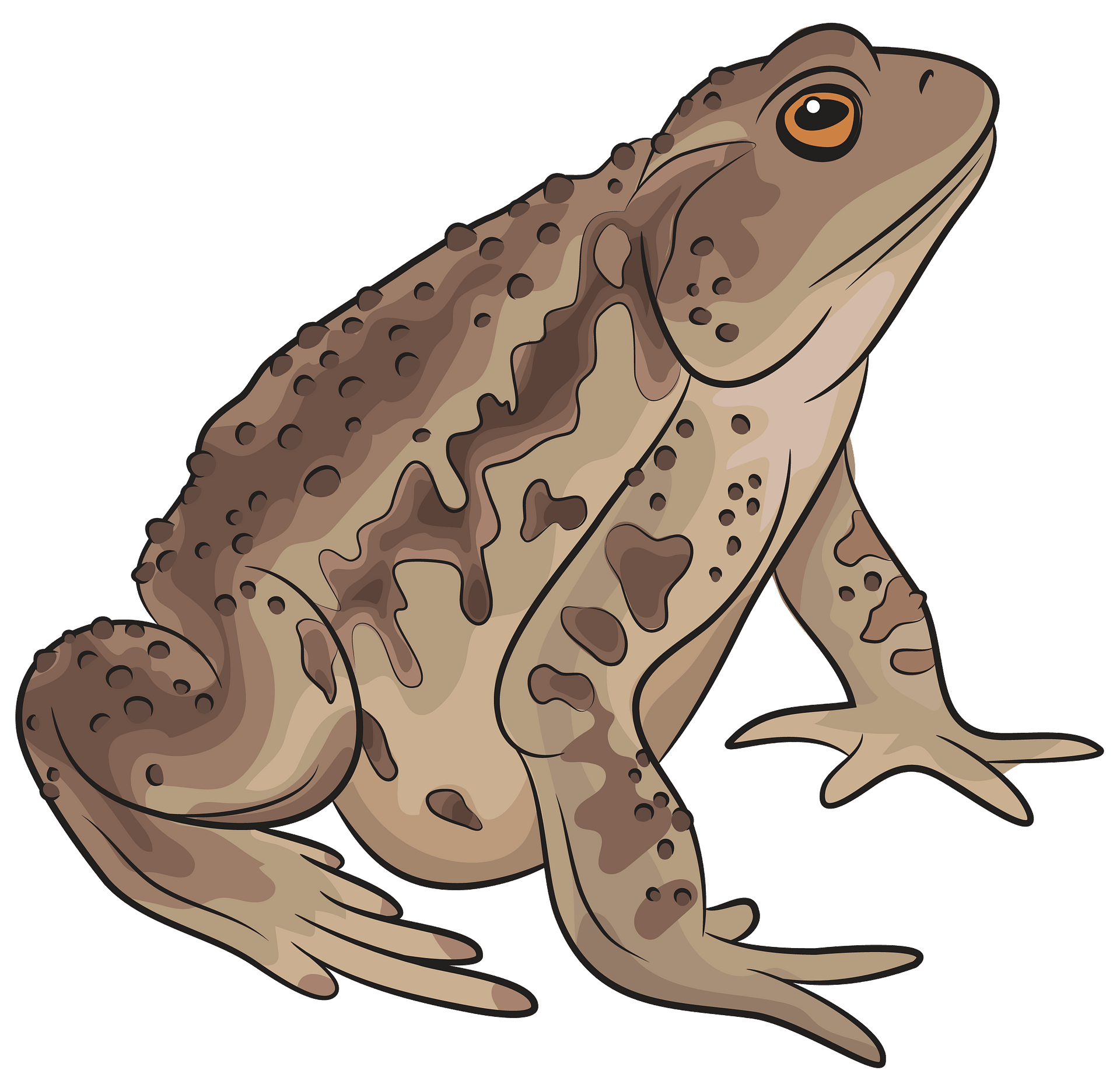 Toad Cartoon Images - Free Download on Clipart LIbrary - Clip Art Library