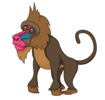 Hamadryas Baboon PNG and Hamadryas Baboon Transparent Clipart Free 