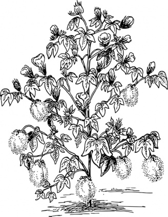Cotton plant clipart Watercolor realistic bolls branches PNG