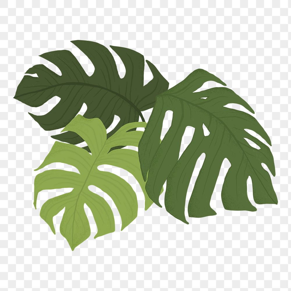 Monstera Leaf Clip Art Em 2023 Colorida Desenho Botânica Clip Art Library 6553