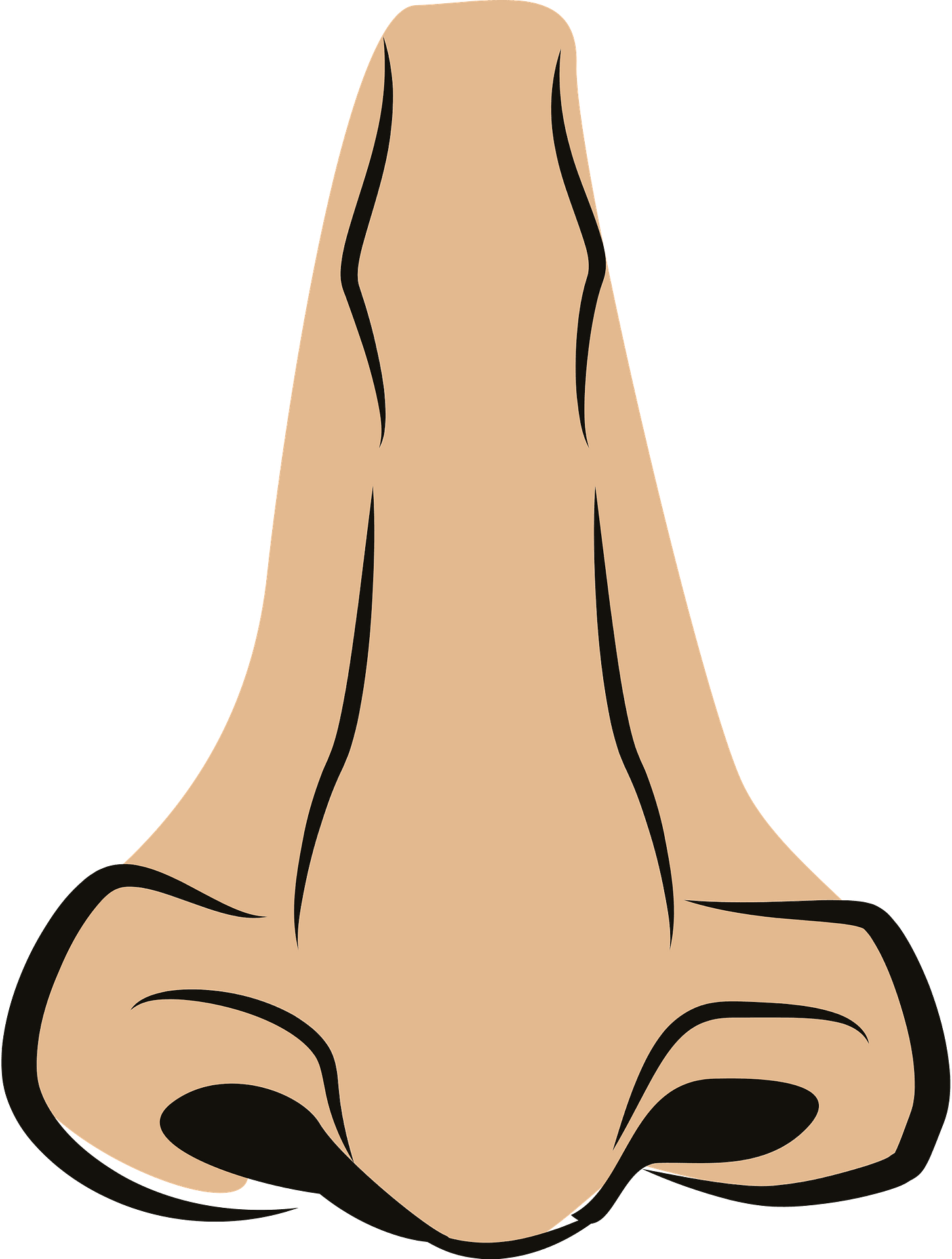 clipart nose