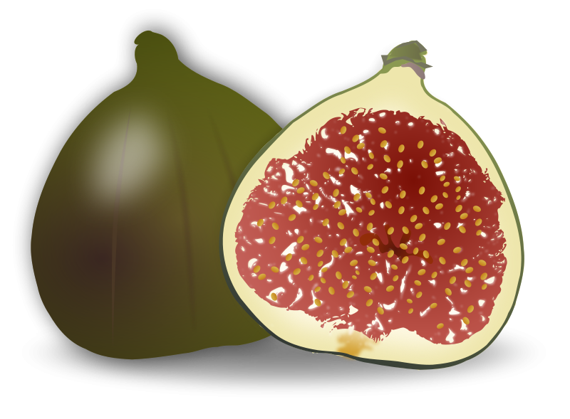 Premium Vector | Ripe figs and fig tree leaves clipart hand drawn 