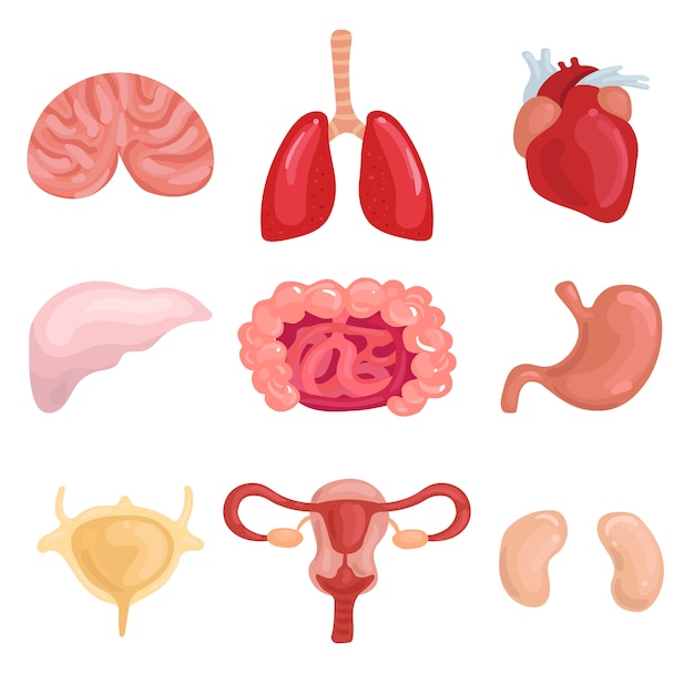 organs clipart