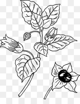 cotton plant clipart