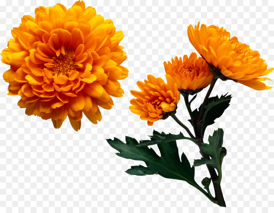 chrysanthemum clipart