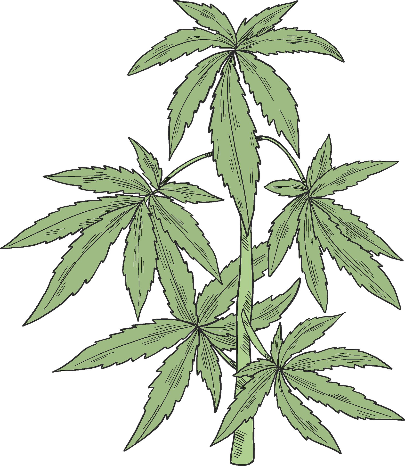 weed leaf clipart
