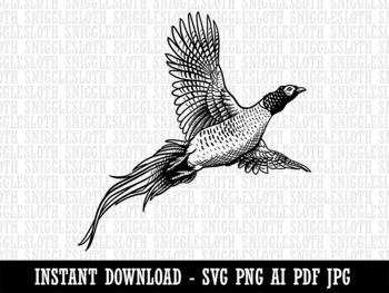 Pheasant transparent background PNG cliparts free download | HiClipart