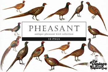 Pheasant Clipart Design Graphic by MyBeautifulFiles · Creative Fabrica
