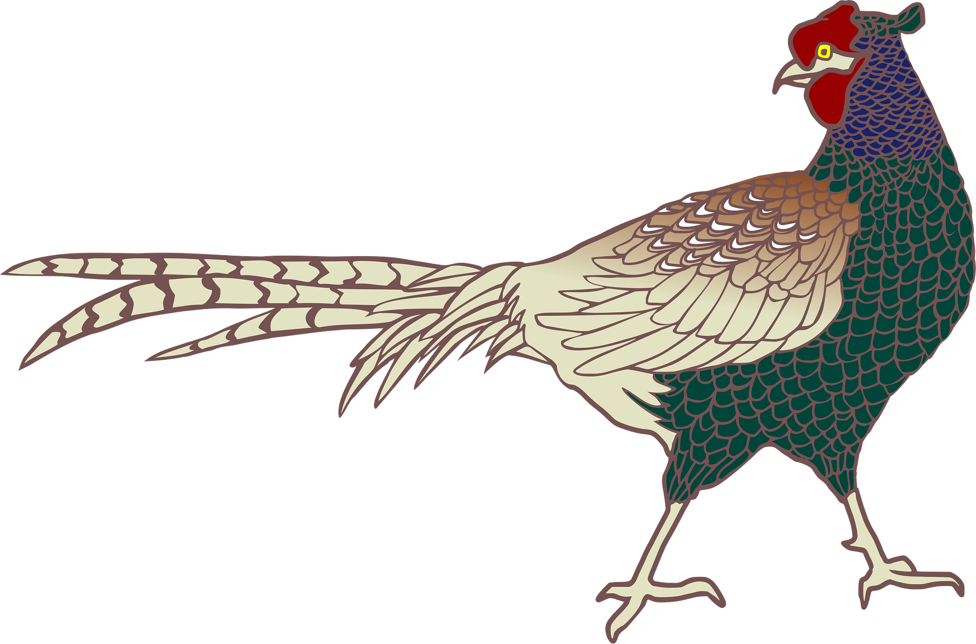 Pheasant clipart images and royalty-free illustrations | Clipart.com
