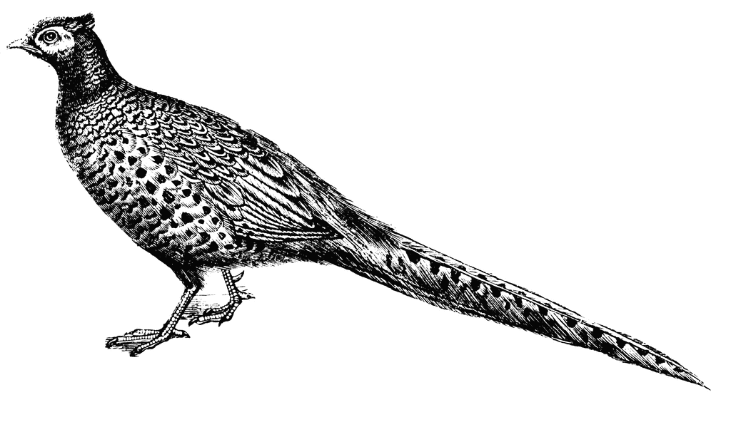 Pheasant Flying Clipart Instant Digital Download AI PDF SVG PNG 