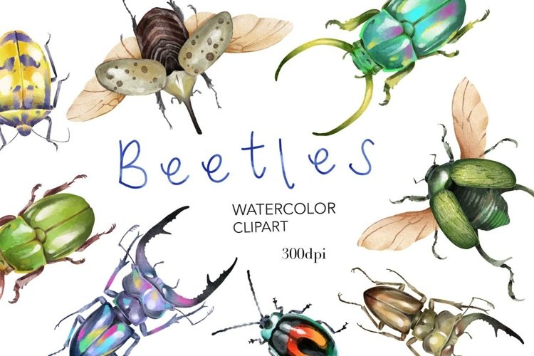 beetle clipart