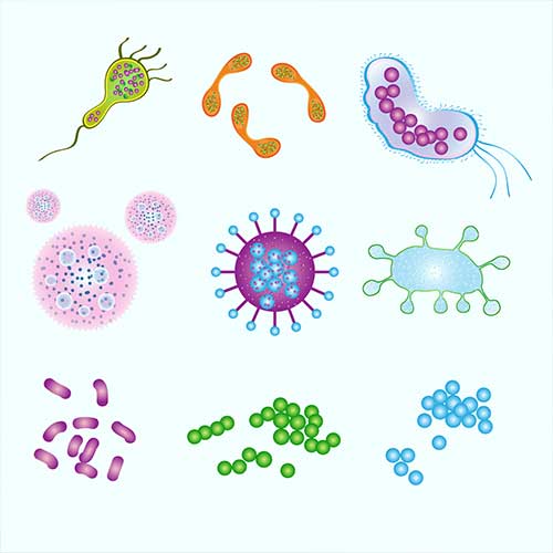 Free Vector | Chlamydia trachomatis virus on white background