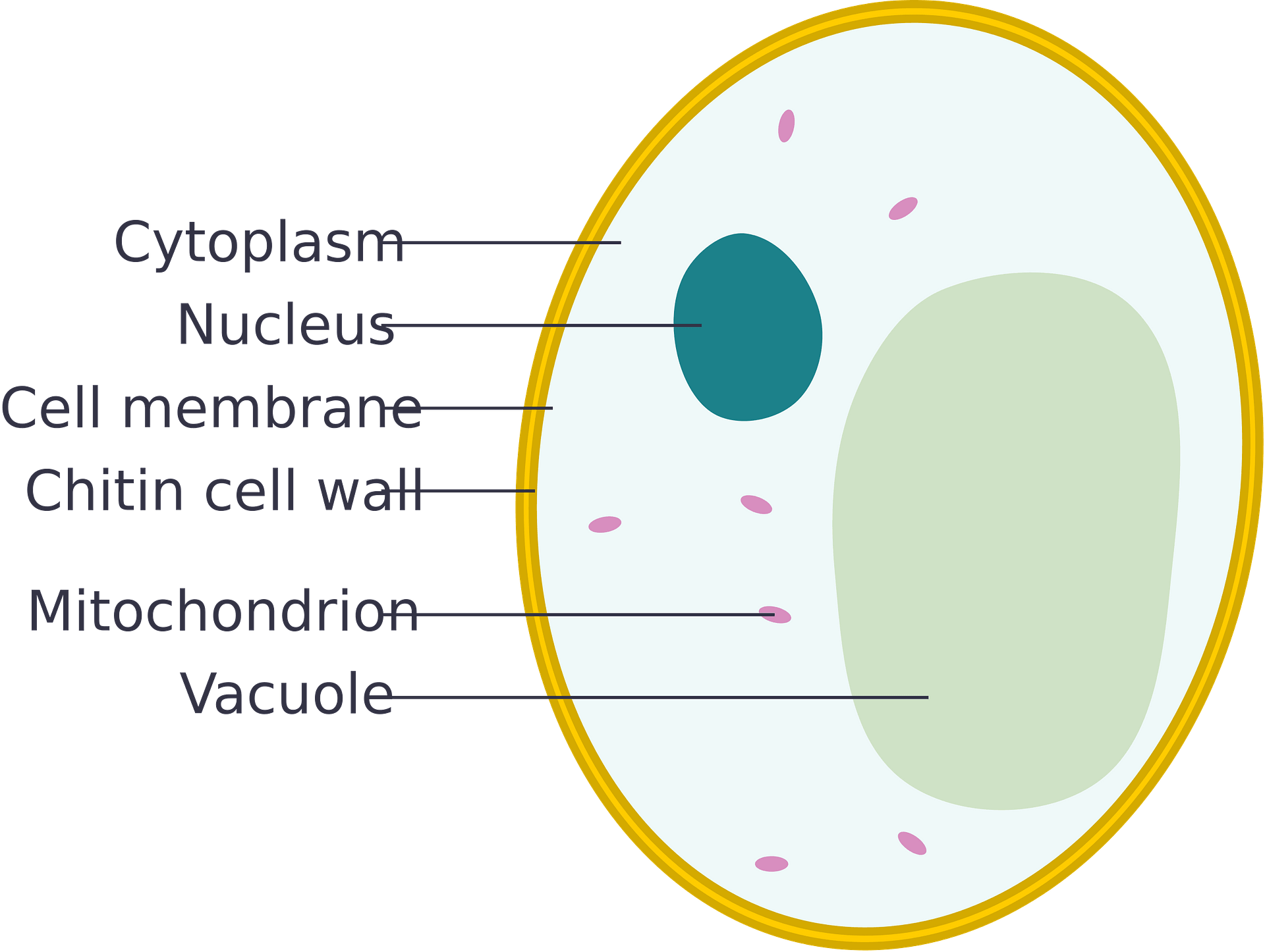 clip-art-cells-plant-labeled-b-w-i-abcteach-clip-art-library