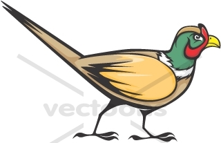 Silhouette of Common or Ring-Necked Pheasant - vector clipart