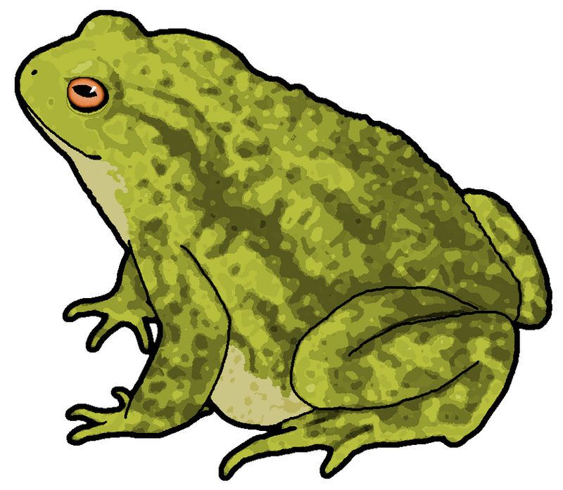 Free toad clipart, Download Free toad clipart png images, Free ClipArts ...