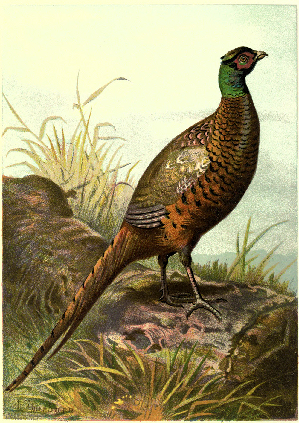 Pheasant clip art Black and White Stock Photos &amp; Images - Alamy