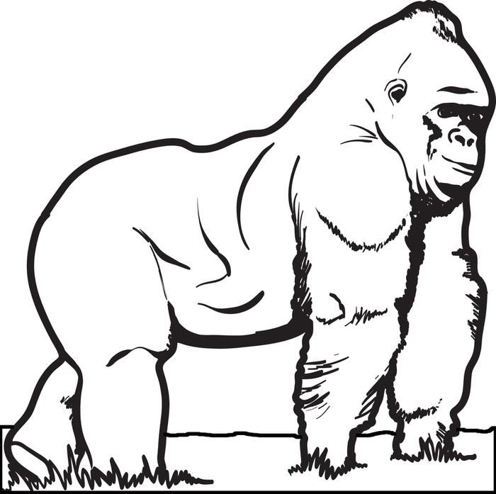Cute Gorilla Coloring Pages