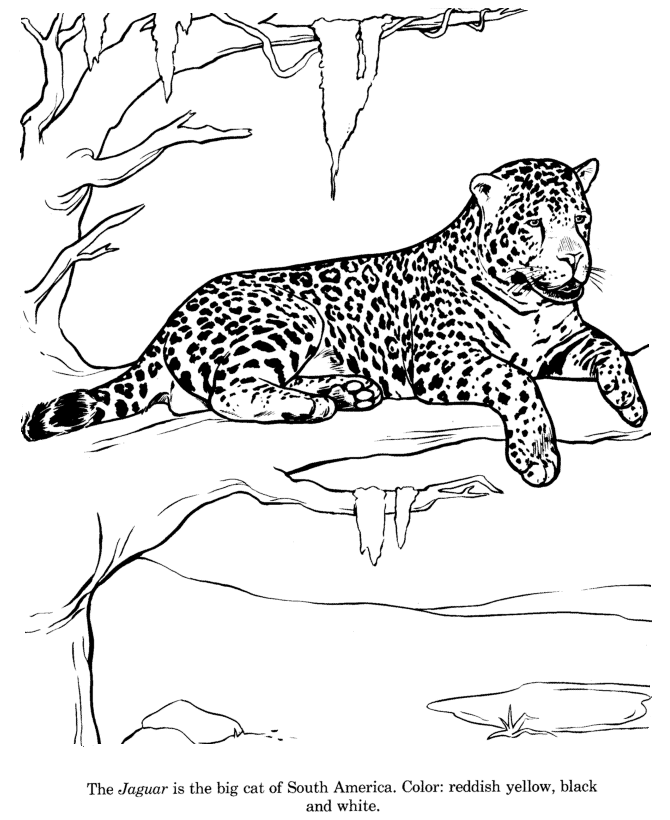 Jaguar Coloring Pages | Free Printable Coloring Pages | Free