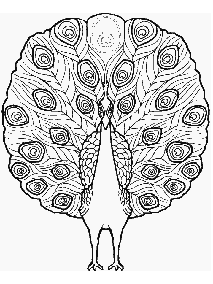Peacock Coloring Pages To Print