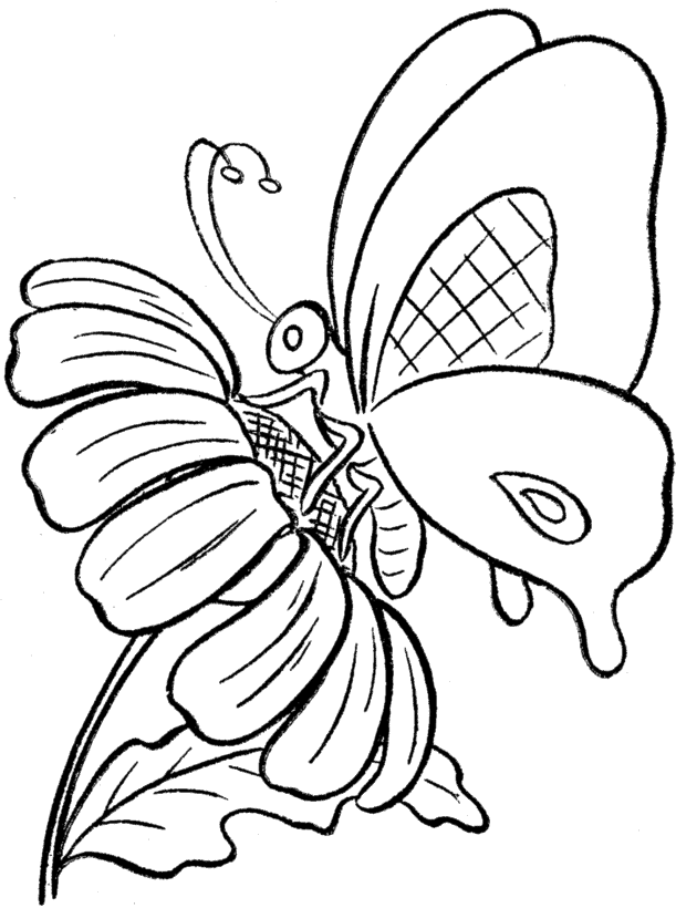 Original Drawing of Beautiful Butterfly and Flower Stock Illustration -  Illustration of child, floral: 22066481