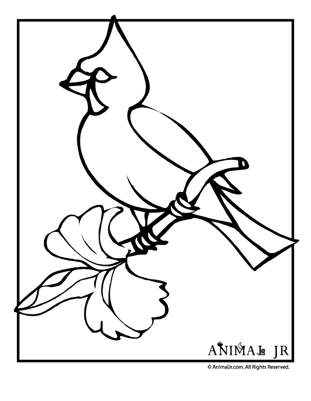 Cardinal Coloring Page Stock Illustrations – 120 Cardinal Coloring Page  Stock Illustrations, Vectors & Clipart - Dreamstime