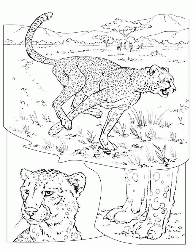Coloring Pages Of Cheetahs