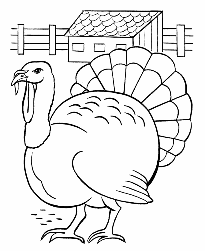 Colored Turkey Pictures