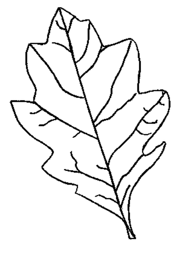 leaf-coloring-pages-clip-art-library