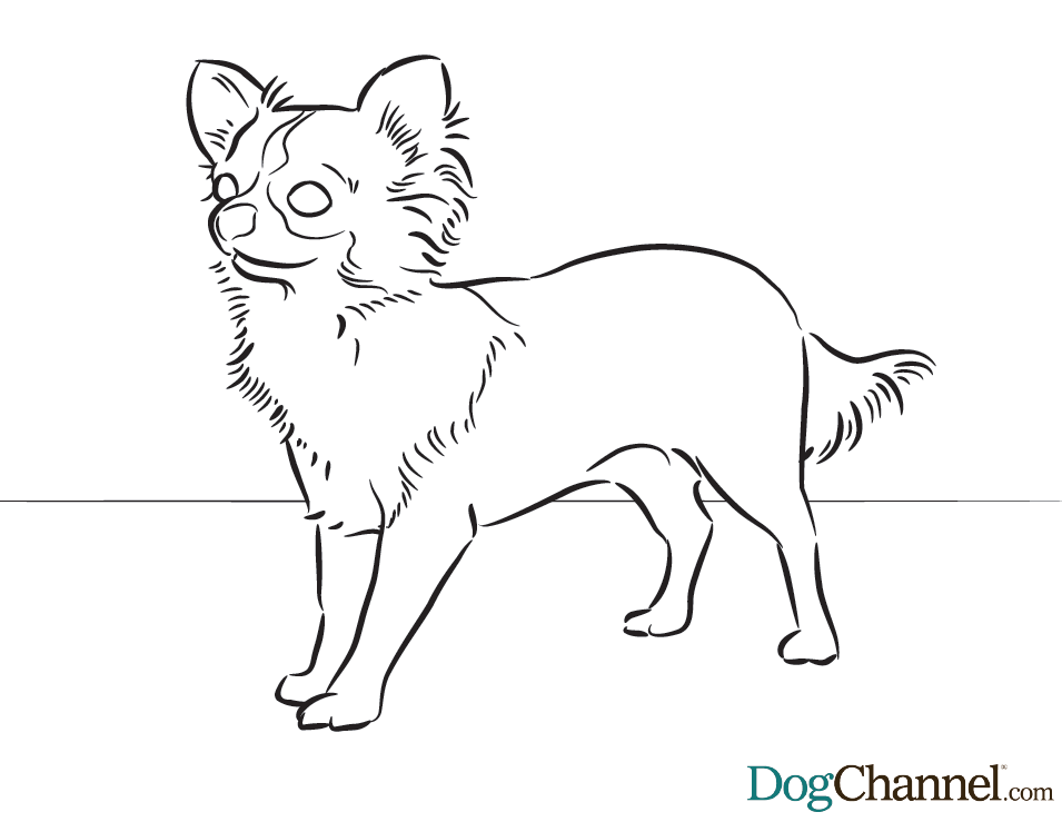 Animal Coloring Coloring Page Pug To Color Online Pug : chiwawa