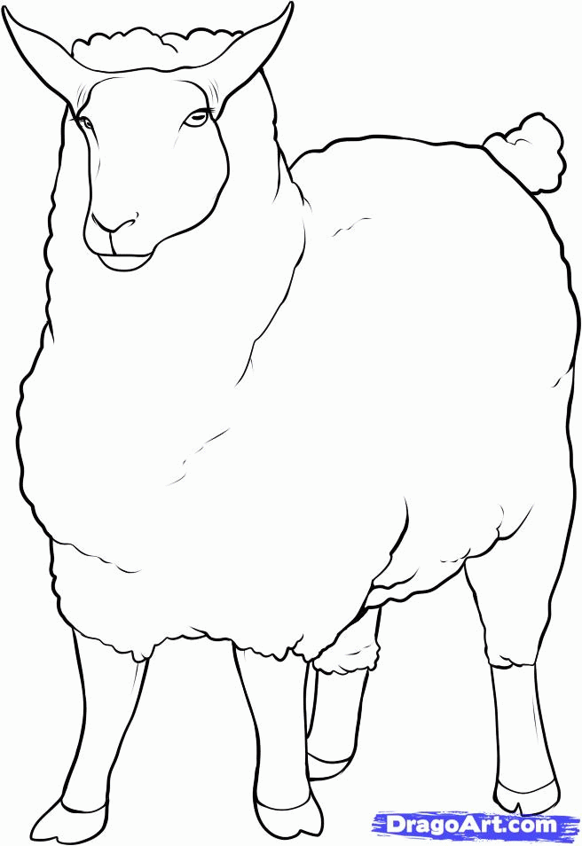 Sheep Pictures For Kids