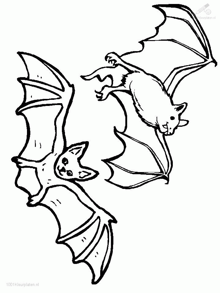 coloringpages animals bat coloring page