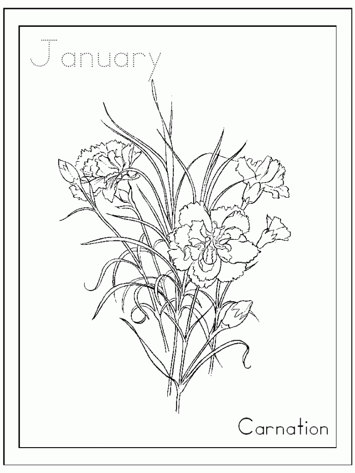 Carnation Coloring Page