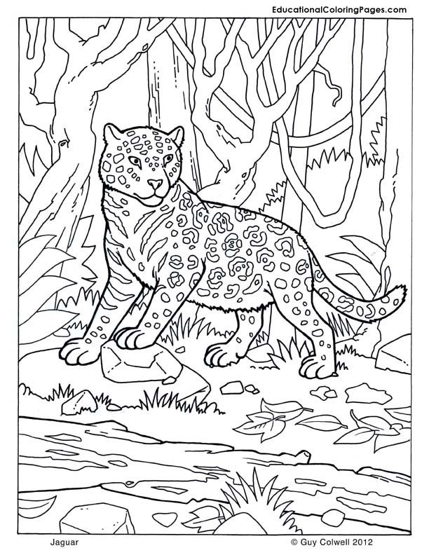 Jaguar coloring | Animal 