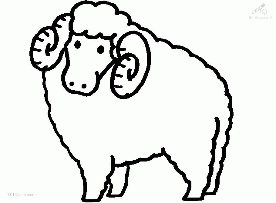Sheep Pictures For Kids