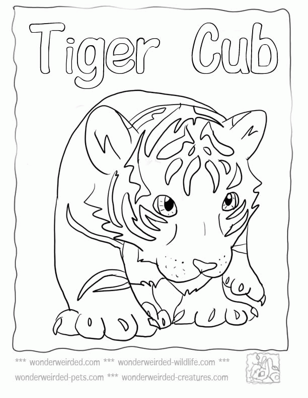 World Tiger day Drawing 2021world Tiger day Easy DrawingWorld Tiger day Poster  DrawingSave Tiger  YouTube