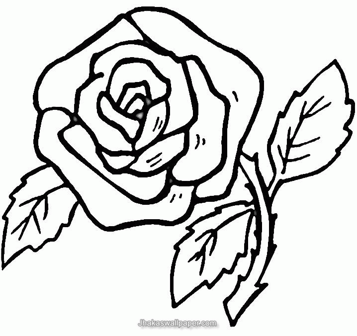 Printable Rose Flower Coloring Pages 