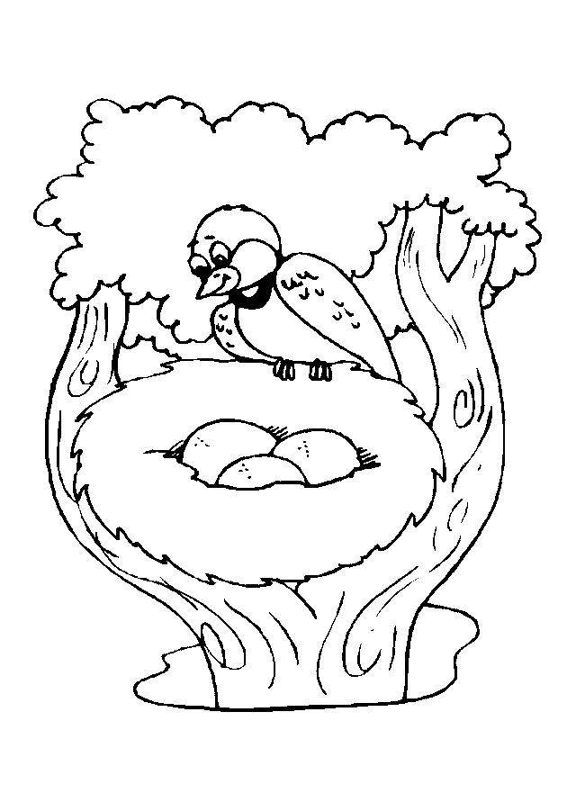 bird bird bird nest Colouring Pages