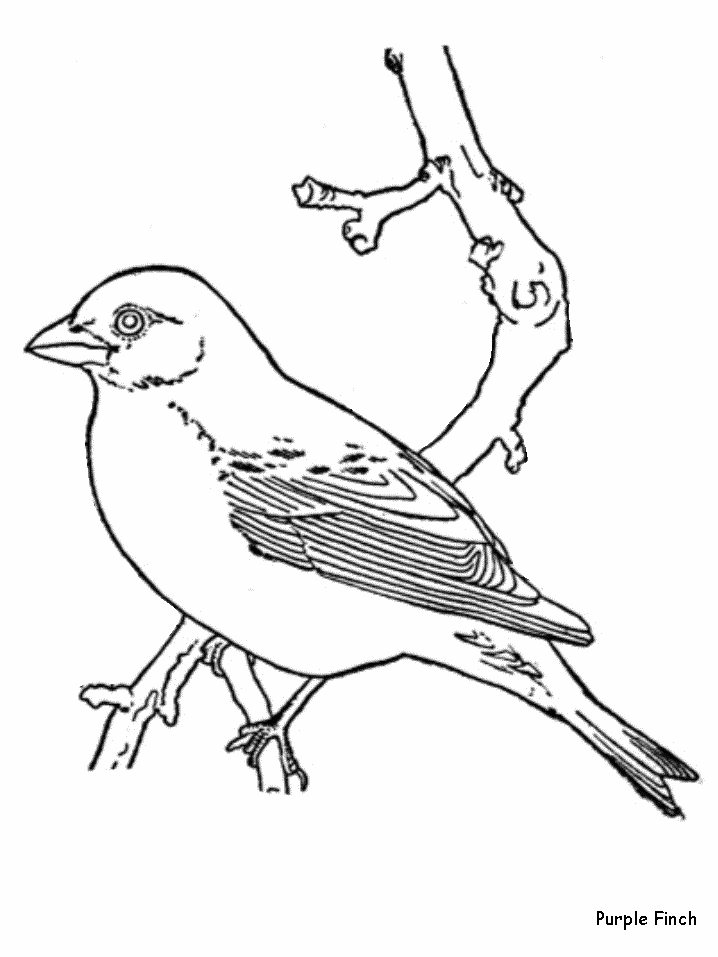 Realistic Bird Coloring Pages 714603 Clipart Library