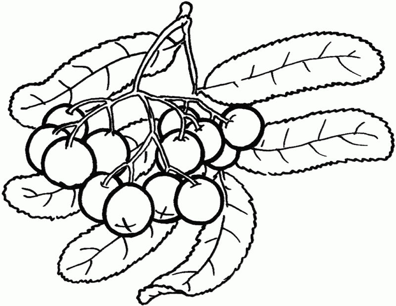 Pics Of Berries