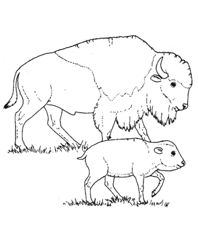 Wild Animal Coloring Pages | Bison mother and calf Coloring Page