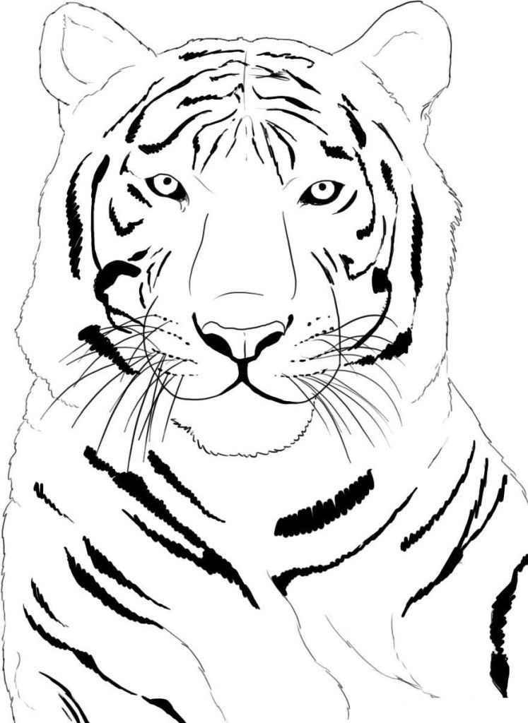 79+ Tiger Shape Templates, Crafts & Colouring Pages