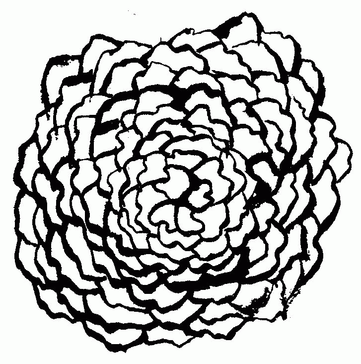 Picture Of Marigolds