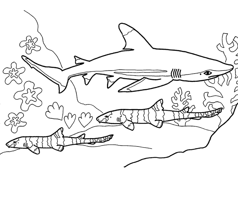 O Shark Colouring Pages Clip Art Library