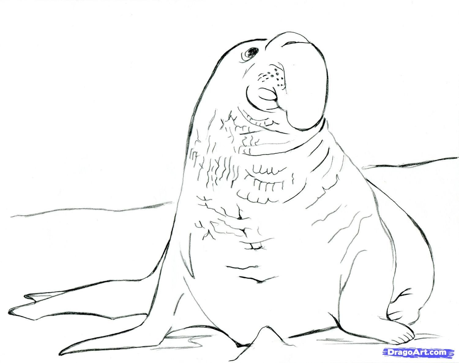 Южный морской слон раскраска