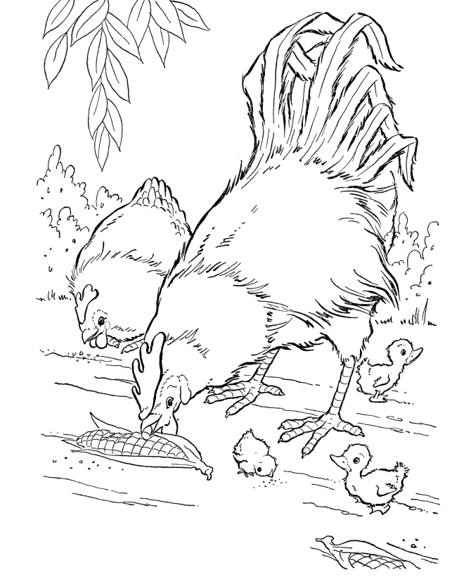 Chickens Coloring Pages | Coloring Pages For All Ages