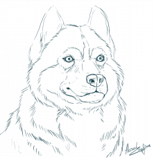 husky puppy colouring pages - Clip Art Library